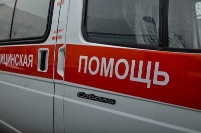 В Мурманске бродячие собаки искусали 9-летнюю девочку - aif.ru - Мурманск - Бирск