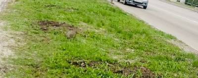 В Курске украли недавно высаженные саженцы сакуры - runews24.ru - Курск