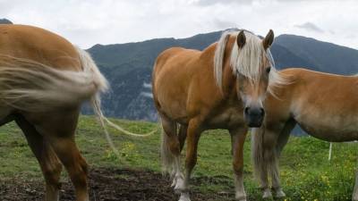 Биолог установил причину, по которой дикие лошади и ослы копают колодцы - politros.com - шт. Калифорния - шт. Аризона