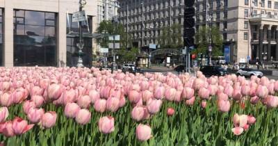 На центральных площадях Киева расцвели 100 тысяч тюльпанов, высаженных в честь героев Небесной сотни (ФОТО) - dsnews.ua - Киев - Голландия - Амстердам