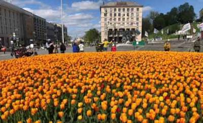 В центре Киева расцвели 100 тысяч тюльпанов в честь Героев Небесной сотни. ФОТОрепортаж - enovosty.com - Киев - Голландия