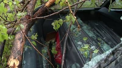 В Воронеже упавшие из-за сильного ветра деревья разбили два автомобиля - vestivrn.ru - Воронеж