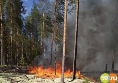 С началом пожароопасного сезона в Прикамье усилили патрулирование лесов - 59i.ru - Пермь