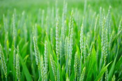 Названы причины, по которым мир ежегодно теряет пшеницы на $31 млрд - agroportal.ua