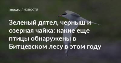 Зеленый дятел, черныш и озерная чайка: какие еще птицы обнаружены в Битцевском лесу в этом году - mos.ru - Москва - Знаменск