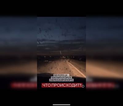 Нашествие насекомых охватило трассу в Башкирии - ufacitynews.ru - Башкирия - Уфа - Магнитогорск