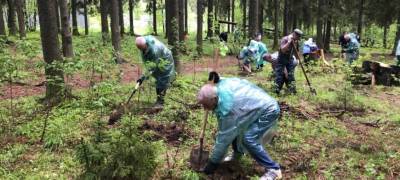 Житель Петрозаводска не нашел 240 елей, высаженных в парке Беличий остров - stolicaonego.ru - Петрозаводск