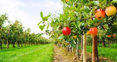 Юрий Пронько - В Луганске до конца года посадят 50 гектаров фруктовых садов - cxid.info - Луганск