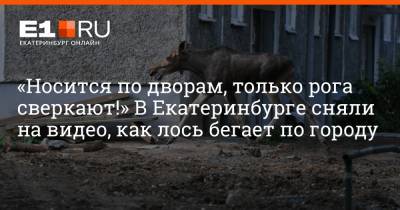 «Носится по дворам, только рога сверкают!» В Екатеринбурге сняли на видео, как лось бегает по городу - e1.ru - Екатеринбург