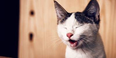 Смотреть самые уморительные видеоприколы и смешные картинки с котами 30 мая, которые заставят вас хохотать - фото и видео - ТЕЛЕГРАФ - telegraf.com.ua