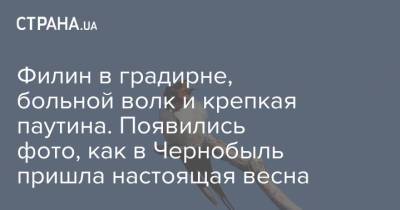 Филин в градирне, больной волк и крепкая паутина. Появились фото, как в Чернобыль пришла настоящая весна - strana.ua