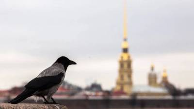 Павел Глазков - Эксперт объяснил, с чем связано агрессивное поведение ворон в Петербурге - piter.tv - Санкт-Петербург