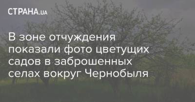В зоне отчуждения показали фото цветущих садов в заброшенных селах Чернобыля - strana.ua