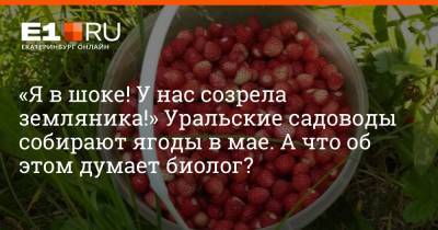 «Я в шоке! У нас созрела земляника!» Уральские садоводы собирают ягоды в мае. А что об этом думает биолог? - e1.ru - Екатеринбург