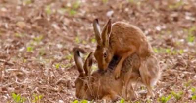 Взор британских телезрителей усладили совокуплением зайцев - ren.tv - Англия - Великобритания