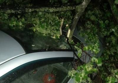В Горроще дерево рухнуло на машину - ya62.ru - Рязань