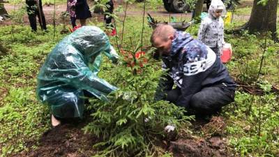 Петрозаводчанин не нашел 240 елей, которые высадили в городском парке - gubdaily.ru - Петрозаводск