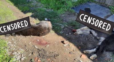 «Расстреляли у дома»: под Ярославлем жестоко расправились с собаками - progorod76.ru - Ярославская обл. - Ярославль