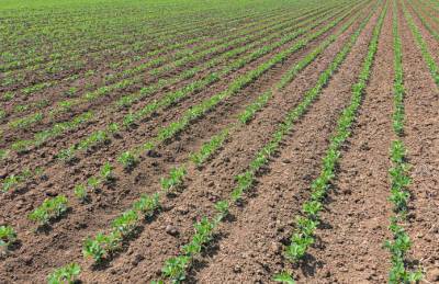 Эффективная гербицидная защита сои — залог высокой урожайности - agroportal.ua
