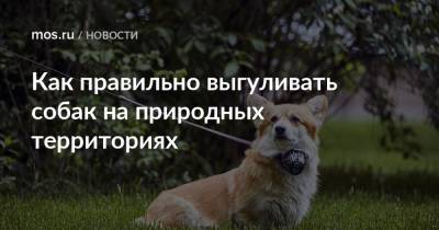 Как правильно выгуливать собак на природных территориях - mos.ru - Москва