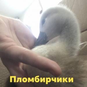 В Запорожской области неизвестные расстреляли лебедей - reporter-ua.com - Запорожская обл. - Запорожье