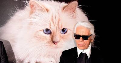 Карл Лагерфельд - Chanel - Единственная любовь Лагерфельда: что случилось с кошкой Шупетт после смерти дизайнера - focus.ua