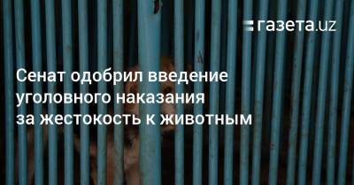Сенат одобрил введение уголовного наказания за жестокое обращение с животными - gazeta.uz - Узбекистан