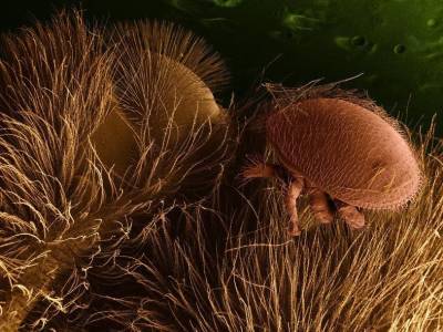 Обнаружен гриб, убивающий опасного паразита пчел - polit.ru - Австралия - Остров Мэн