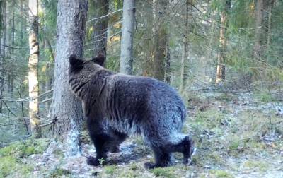 В Нижне-Свирском заповедникe медведь и кабан попали в фотоловушку возле чесального дерева - ivbg.ru - Ленобласть
