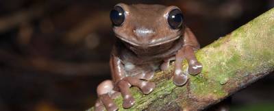 Шоколадная лягушка: Найден новый вид земноводных - techno.bigmir.net - Австралия - Гвинея