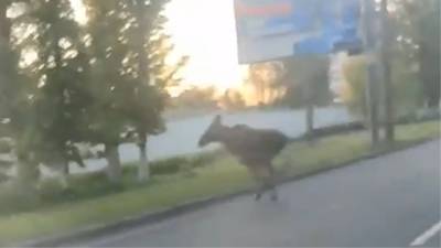 Жители Ярославля сняли на видео "спешащего на учебу" лося - vesti.ru - Ярославль