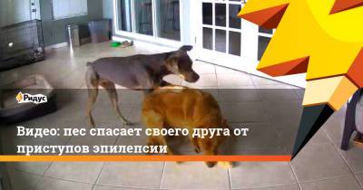Видео: пес спасает своего друга от приступов эпилепсии - ridus.ru