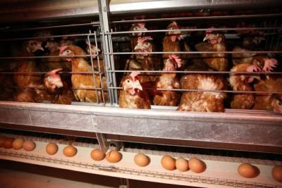 Названы продукты, которые категорически нельзя есть сырыми - volg.mk.ru