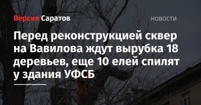 Перед реконструкцией сквер на Вавилова ждут вырубка 18 деревьев, еще 10 елей спилят у здания УФСБ - nversia.ru - Саратовская обл. - Саратов - район Фрунзенский