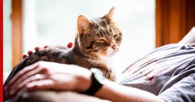 Как продлить жизнь кошке: 5 советов - profile.ru