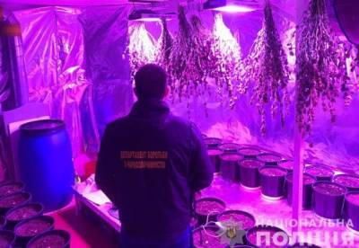 ​Нарколаборатория в подвале: у жителя Киевщины изъяли конопли на 8 млн гривен (фото) - facenews.ua - Украина - Киев - Киевская обл. - район Бучанский