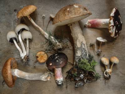 Все отравились грибами: врачи борются за жизнь брата и сестры погибших детей - 24tv.ua - Киев - Запорожье
