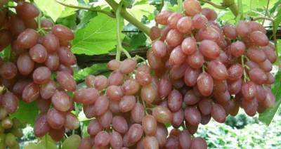 Описание кишмишных сортов винограда - skuke.net - Виноград
