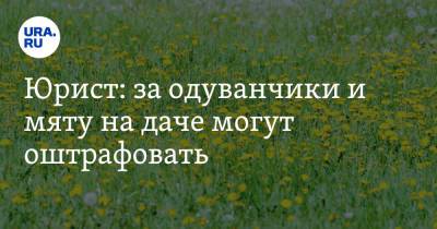 Юрист: за одуванчики и мяту на даче могут оштрафовать - ura.news