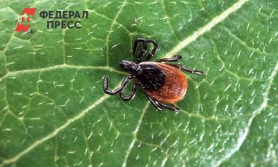 Число укушенных клещами кузбассовцев резко снизилось - fedpress.ru - Тюмень - Кемерово