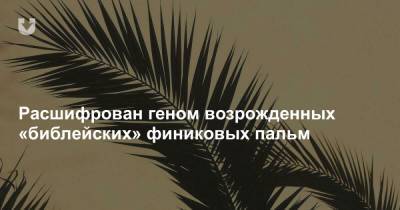 Расшифрован геном возрожденных «библейских» финиковых пальм - news.tut.by - Эмираты - Нью-Йорк - Абу-Даби - Римская Империя
