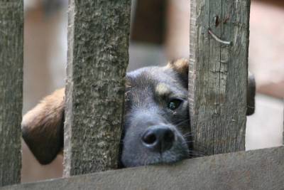 Волгоградского единоросса проверят на издевательства над собакой - skuke.net - Россия - Волгоградская обл.