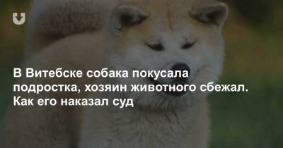 В Витебске собака покусала подростка, хозяин животного сбежал. Как его наказал суд - news.tut.by - Витебск - Витебская обл.
