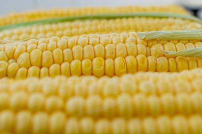 Более половины урожая зерна в Киевской области приходится на кукурузу - agroportal.ua - Киевская обл.