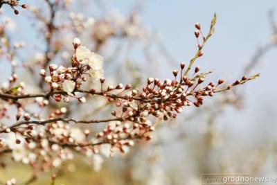 Не май месяц! Когда в Гродно придет тепло? - grodnonews.by - Экология