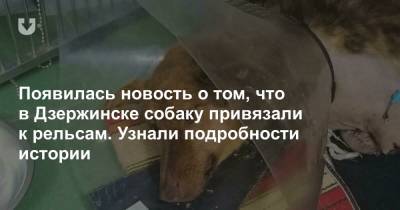 Появилась новость о том, что в Дзержинске собаку привязали к рельсам. Узнали подробности истории - news.tut.by - Дзержинск - Минская обл.