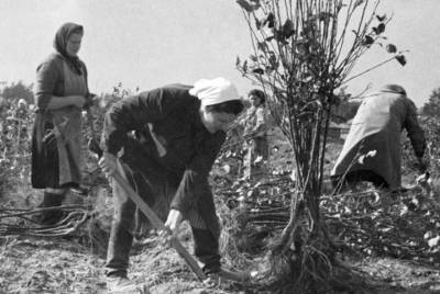 Главархив рассказал, как в Москве развивали огородничество в 1950 году - vm.ru - Москва