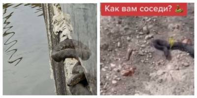Харьковчане жалуются на нашествие змей в городе, неприятные кадры: где они обитают - kharkov.politeka.net - Харьков