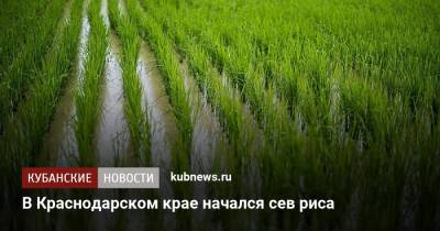 В Краснодарском крае начался сев риса - kubnews.ru - Краснодарский край