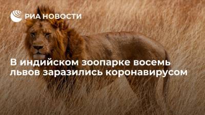 В индийском зоопарке восемь львов заразились коронавирусом - ria.ru - Гонконг - Гонконг - Нью-Йорк - Индия - Нью-Дели - Нью-Йорк - Хайдарабад
